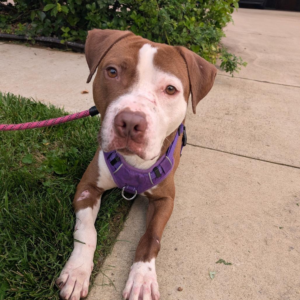 Enlarge Wishbone, a Adoptable American Bulldog in Rockville, MD image 4/6