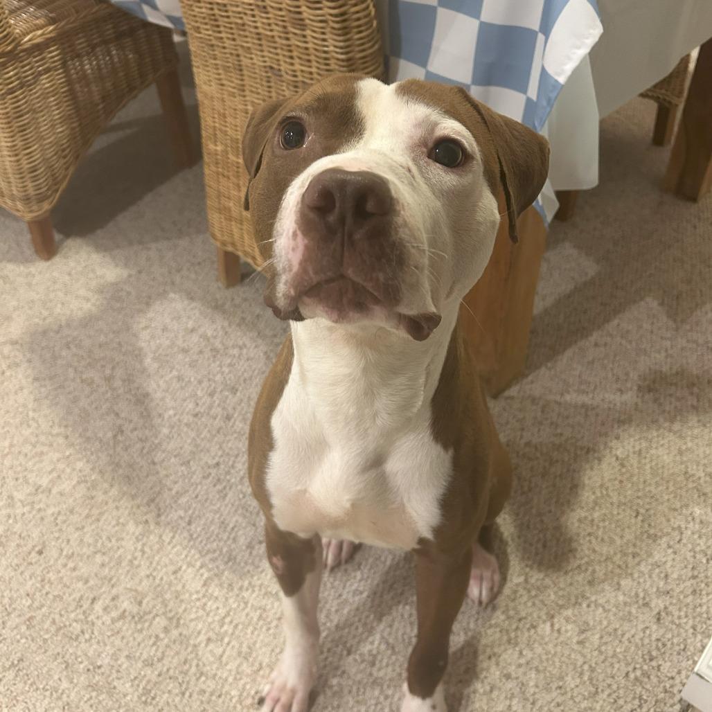 Enlarge Wishbone, a Adoptable American Bulldog in Rockville, MD image 5/6