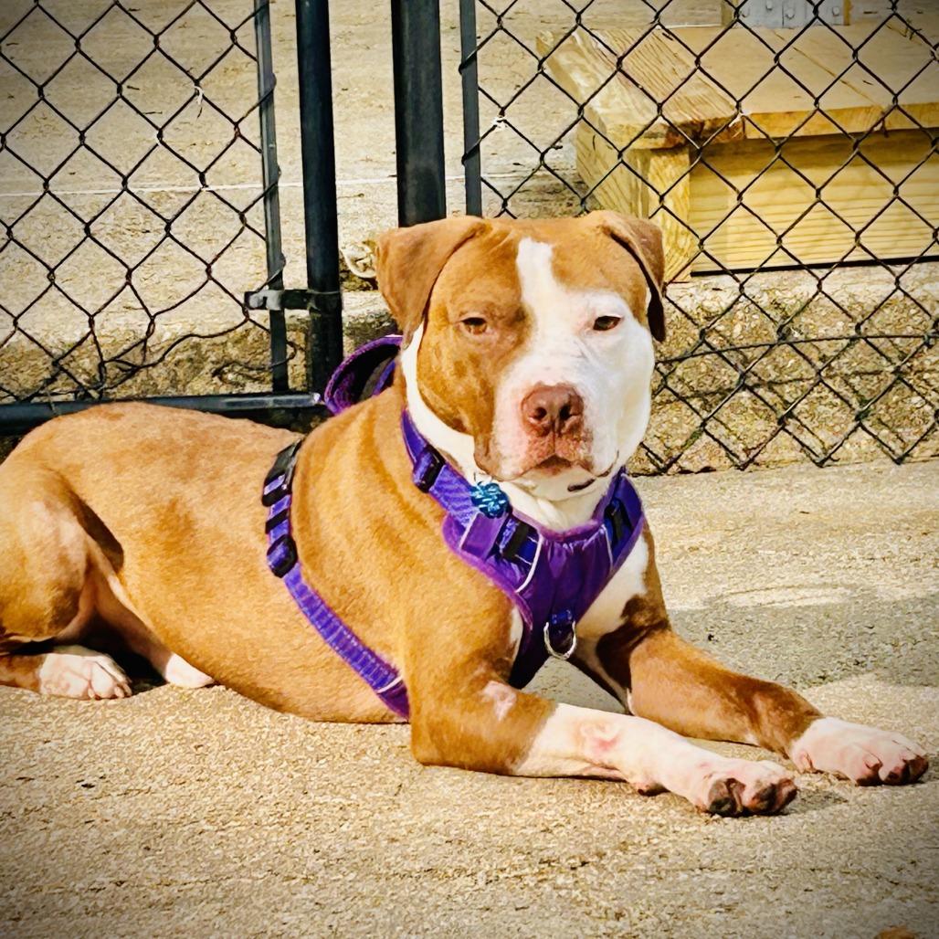 Enlarge Wishbone, a Adoptable American Bulldog in Rockville, MD image 6/6