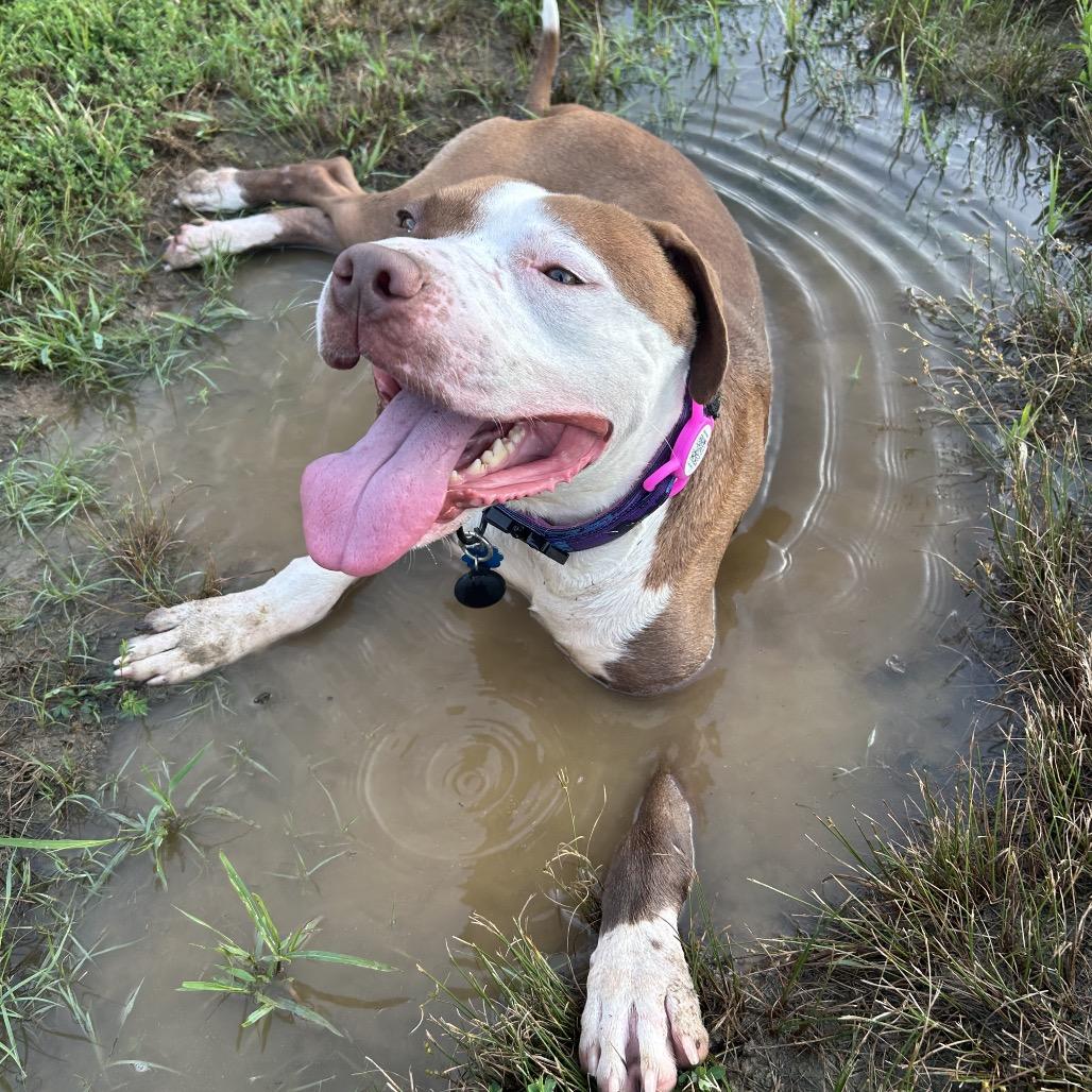Enlarge Wishbone, a Adoptable American Bulldog in Rockville, MD image 1/6