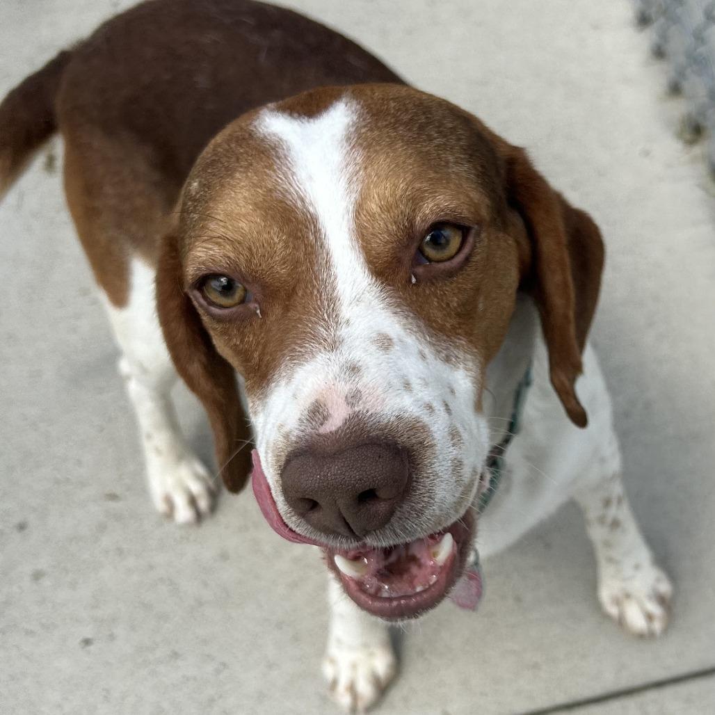 Grumpy, Adoptable, Adult Male Beagle & Mixed Breed.