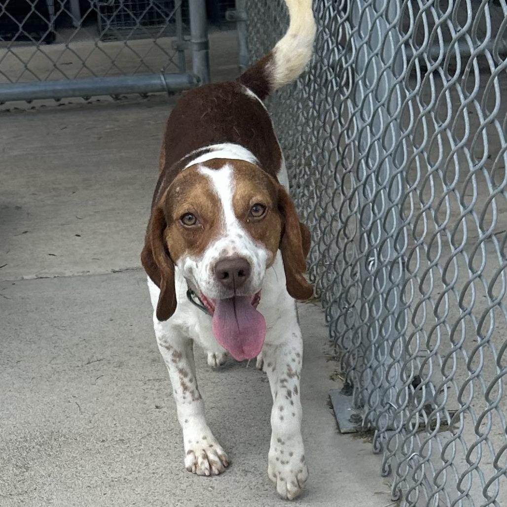 Grumpy, a Adoptable mixed breed in Delaware, OH image 2/6