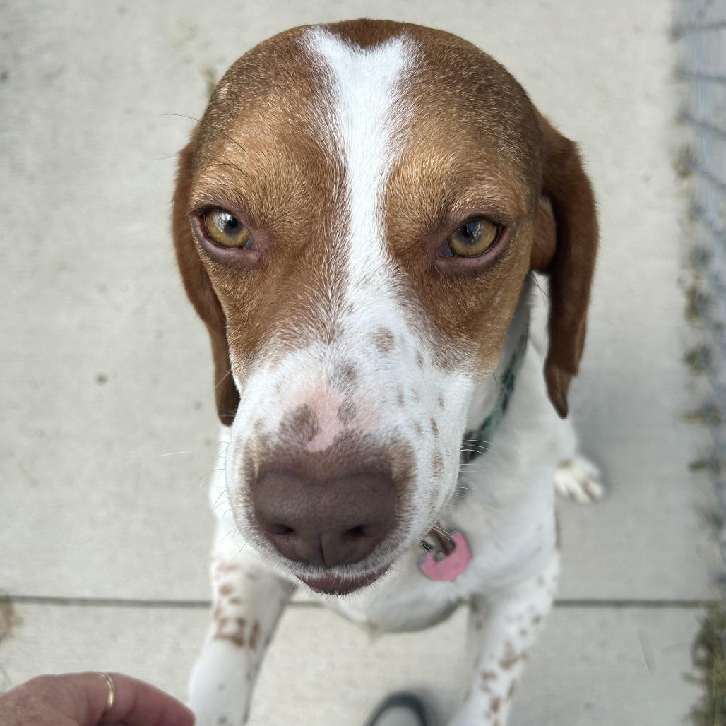 Grumpy, a Adoptable mixed breed in Delaware, OH image 4/6