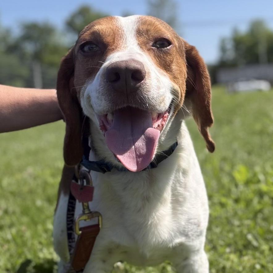 Grumpy, a Adoptable mixed breed in Delaware, OH image 5/6