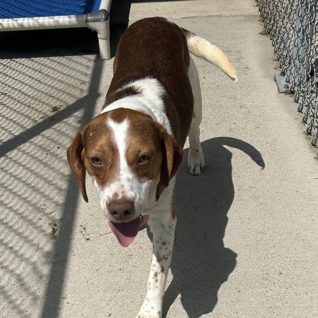 Grumpy, a Adoptable mixed breed in Delaware, OH image 6/6