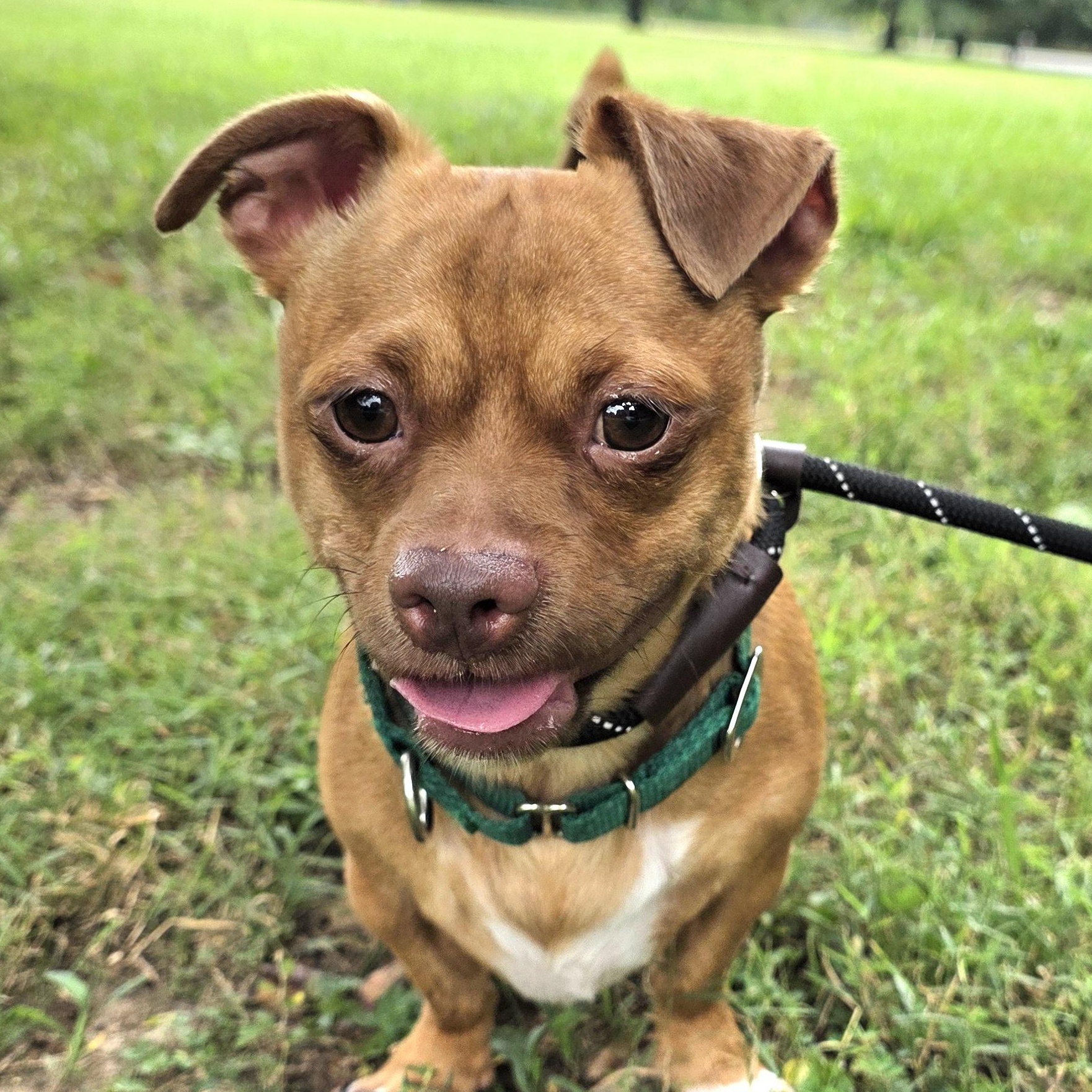 Enlarge Mahoney, a Adoptable Mixed Breed in Greensboro, NC image 1/6