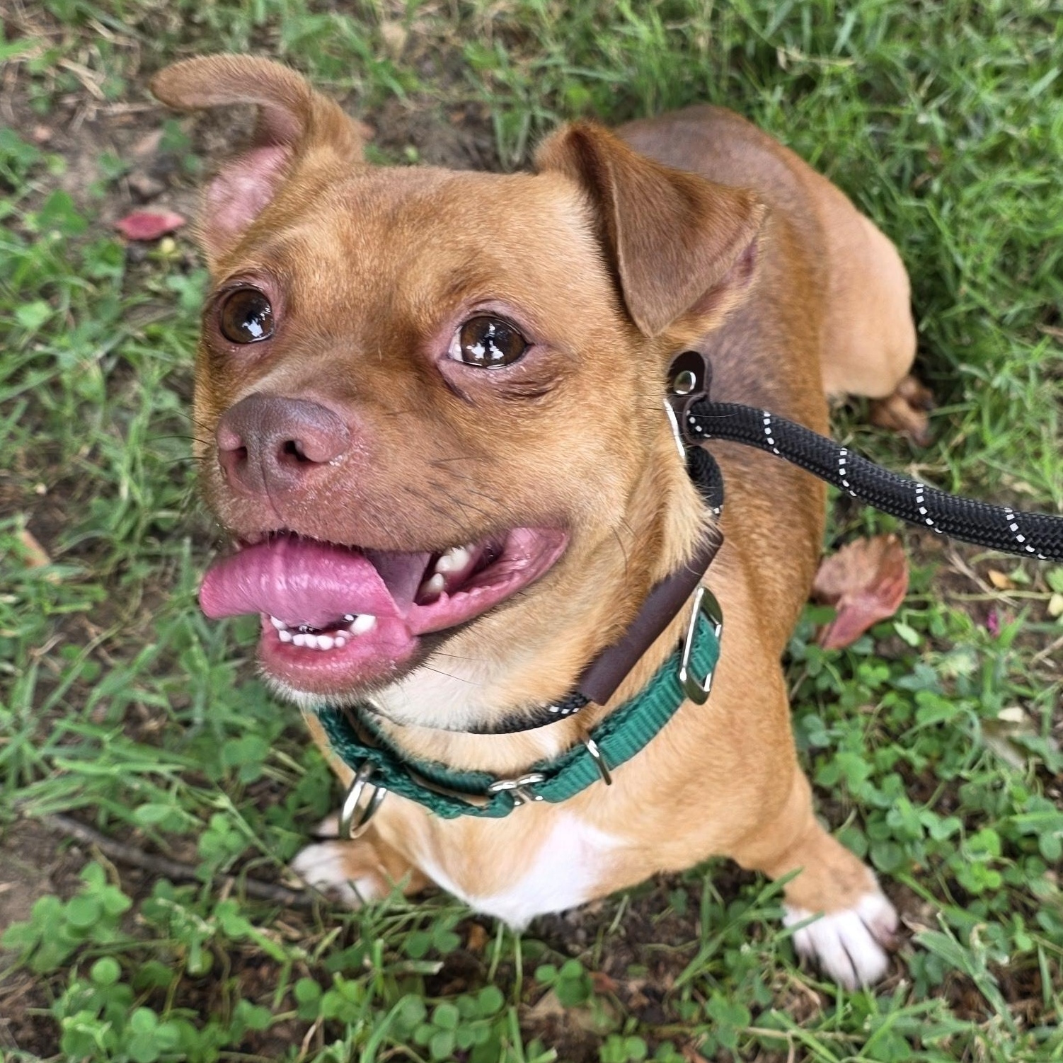 Enlarge Mahoney, a Adoptable Mixed Breed in Greensboro, NC image 4/6