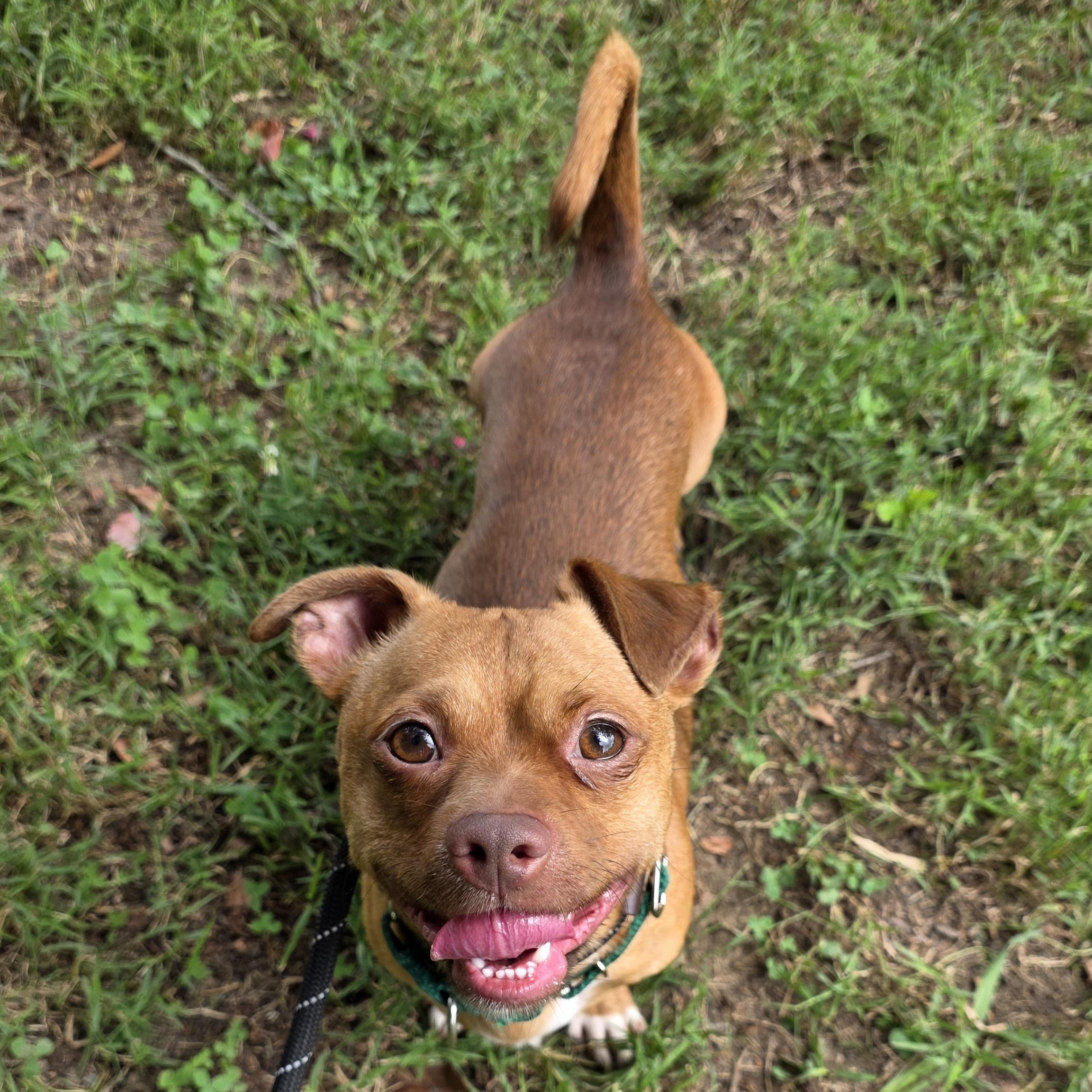Enlarge Mahoney, a Adoptable Mixed Breed in Greensboro, NC image 2/6