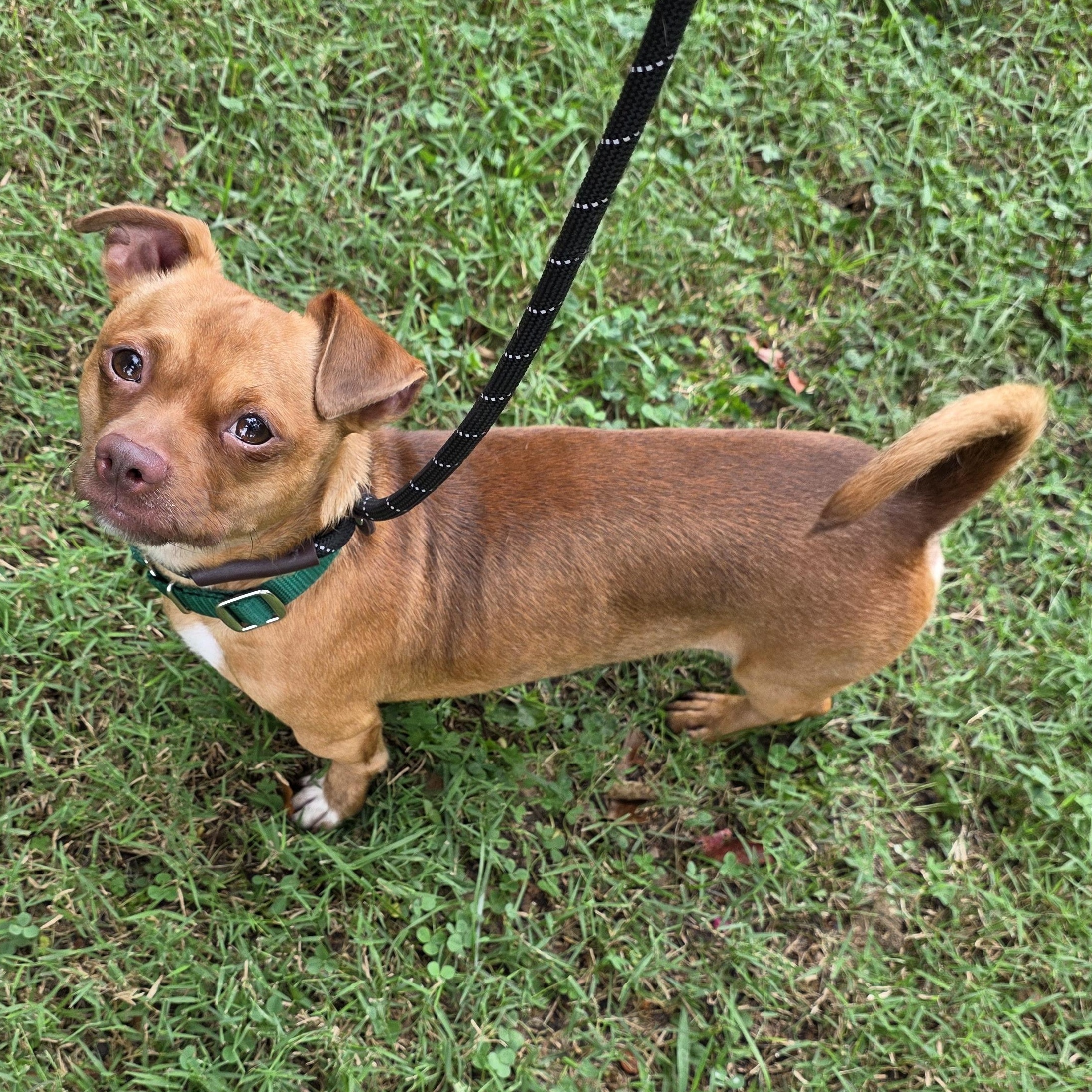 Enlarge Mahoney, a Adoptable Mixed Breed in Greensboro, NC image 3/6