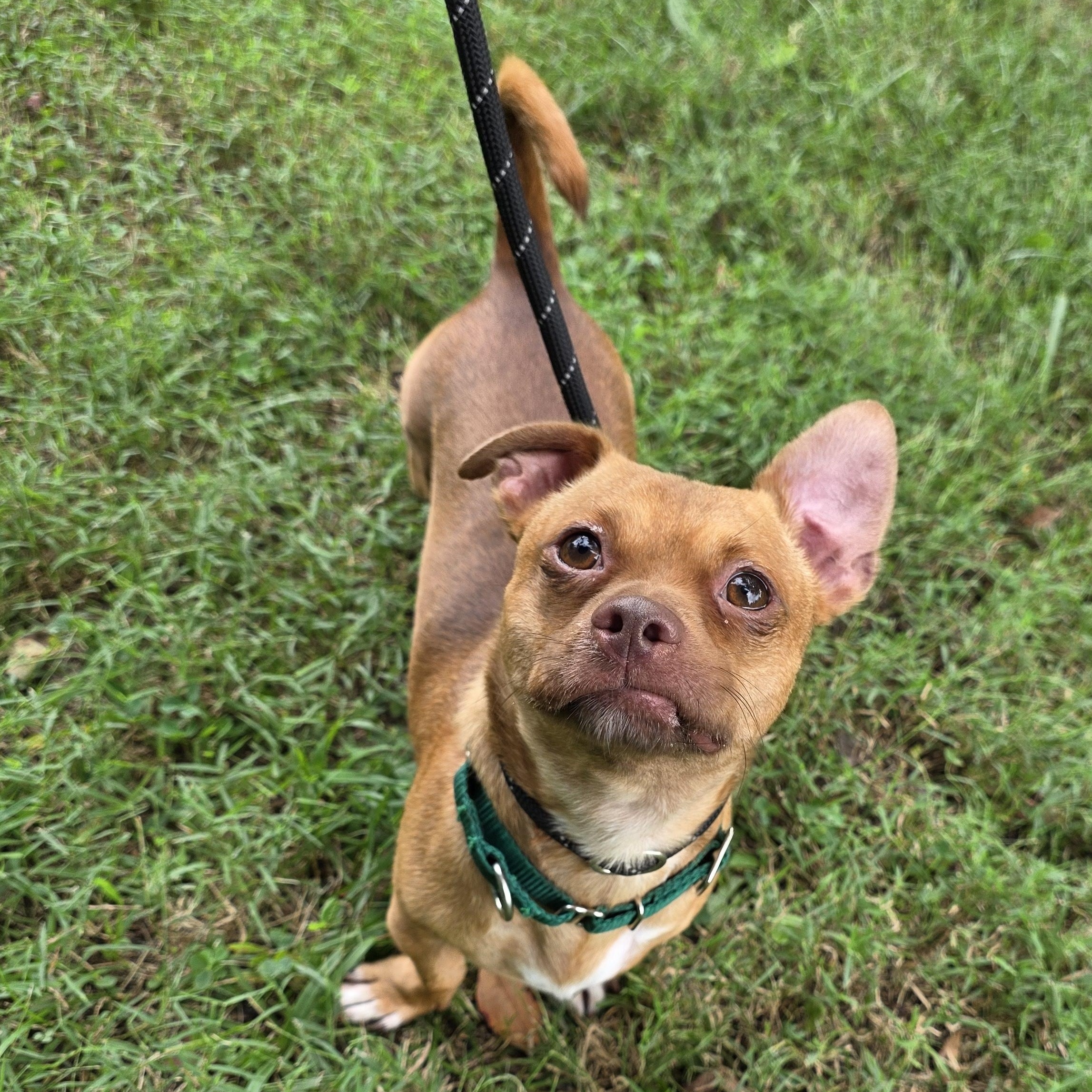 Enlarge Mahoney, a Adoptable Mixed Breed in Greensboro, NC image 5/6