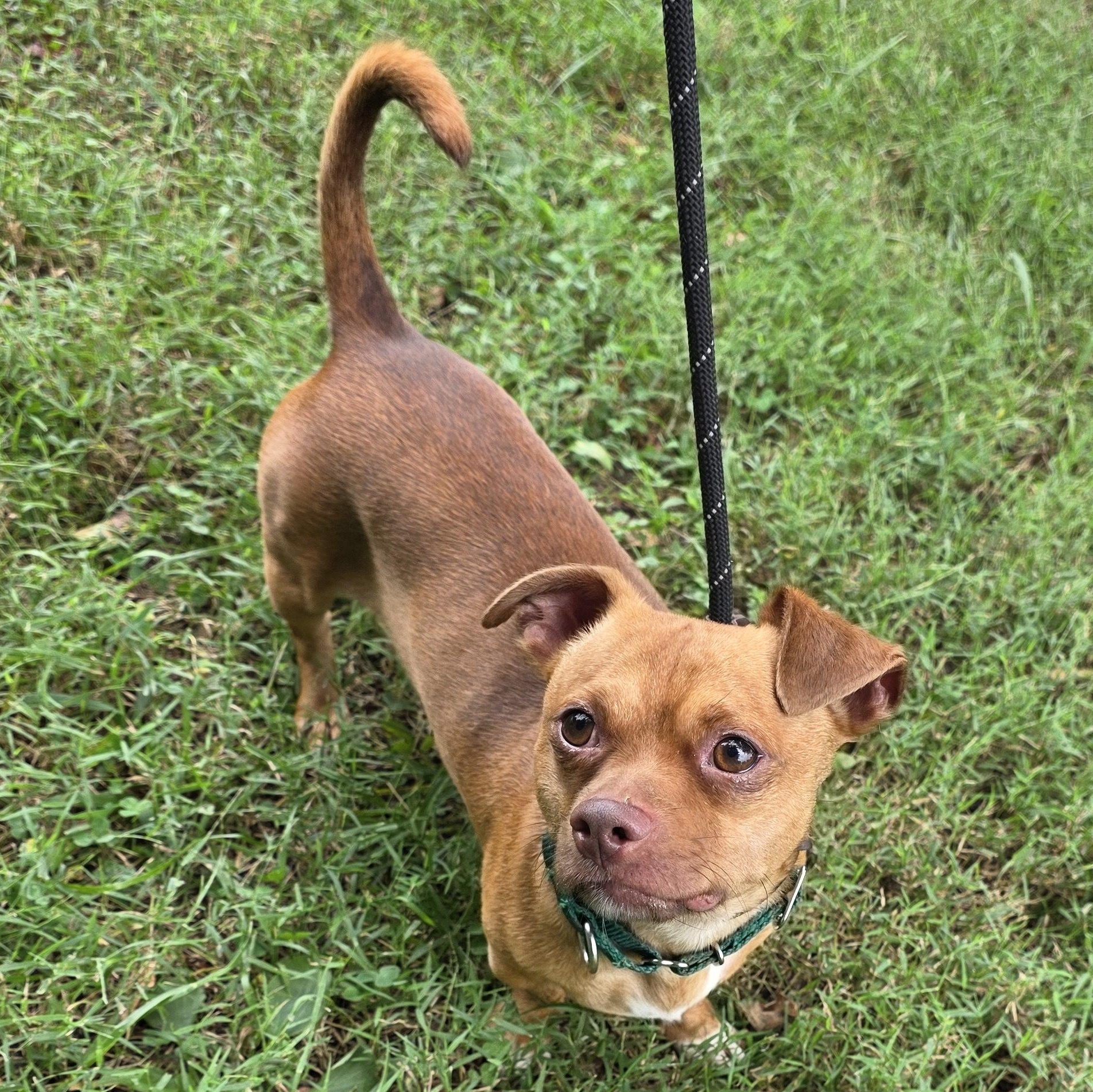 Enlarge Mahoney, a Adoptable Mixed Breed in Greensboro, NC image 6/6