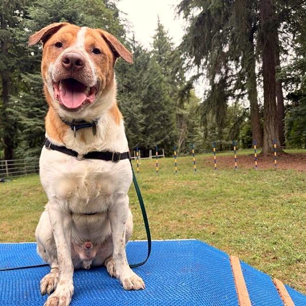 Benji, Adoptable, Young Male Great Pyrenees & Boxer.