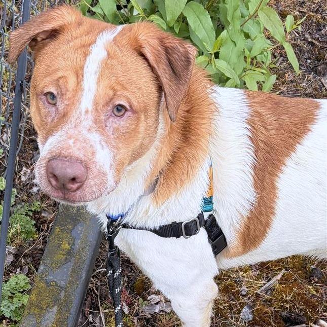 Enlarge Benji, a Adoptable mixed breed in Woodinville, WA image 1/2