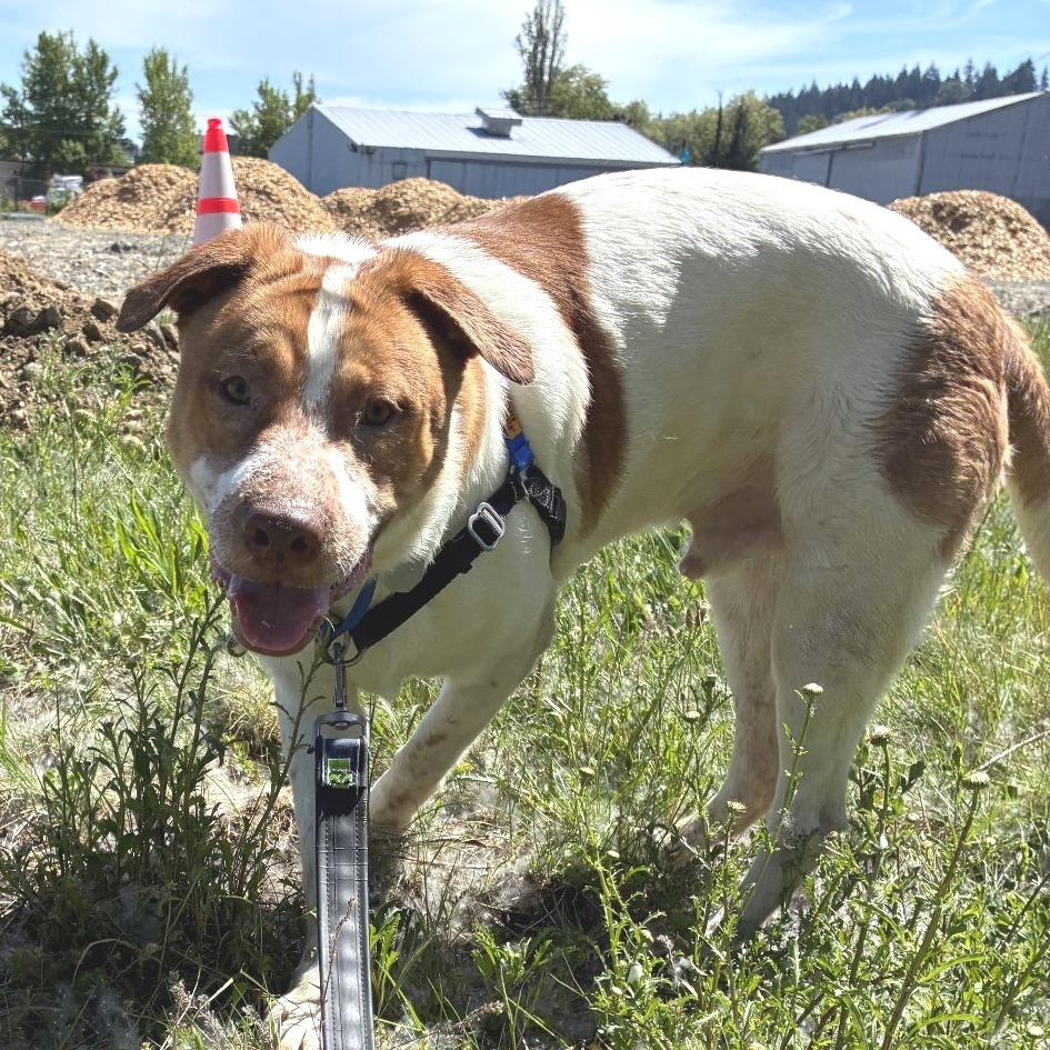 Enlarge Benji, a Adoptable mixed breed in Woodinville, WA image 2/2