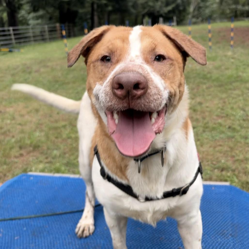 Enlarge Benji, a Adoptable mixed breed in Woodinville, WA image 4/5