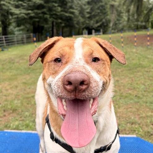 Enlarge Benji, a Adoptable mixed breed in Woodinville, WA image 5/5