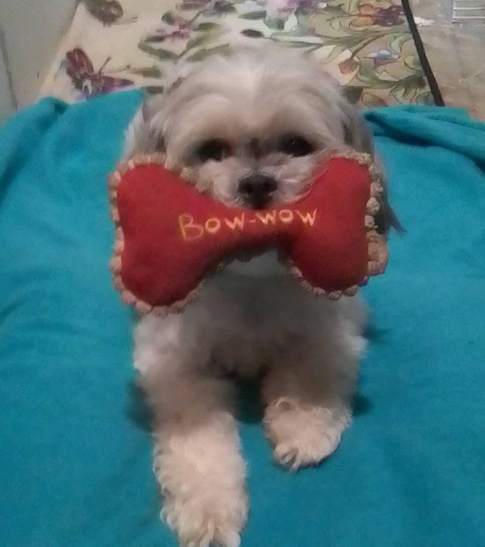 Drake, Adoptable, Adult Male Maltese & Shih Tzu.