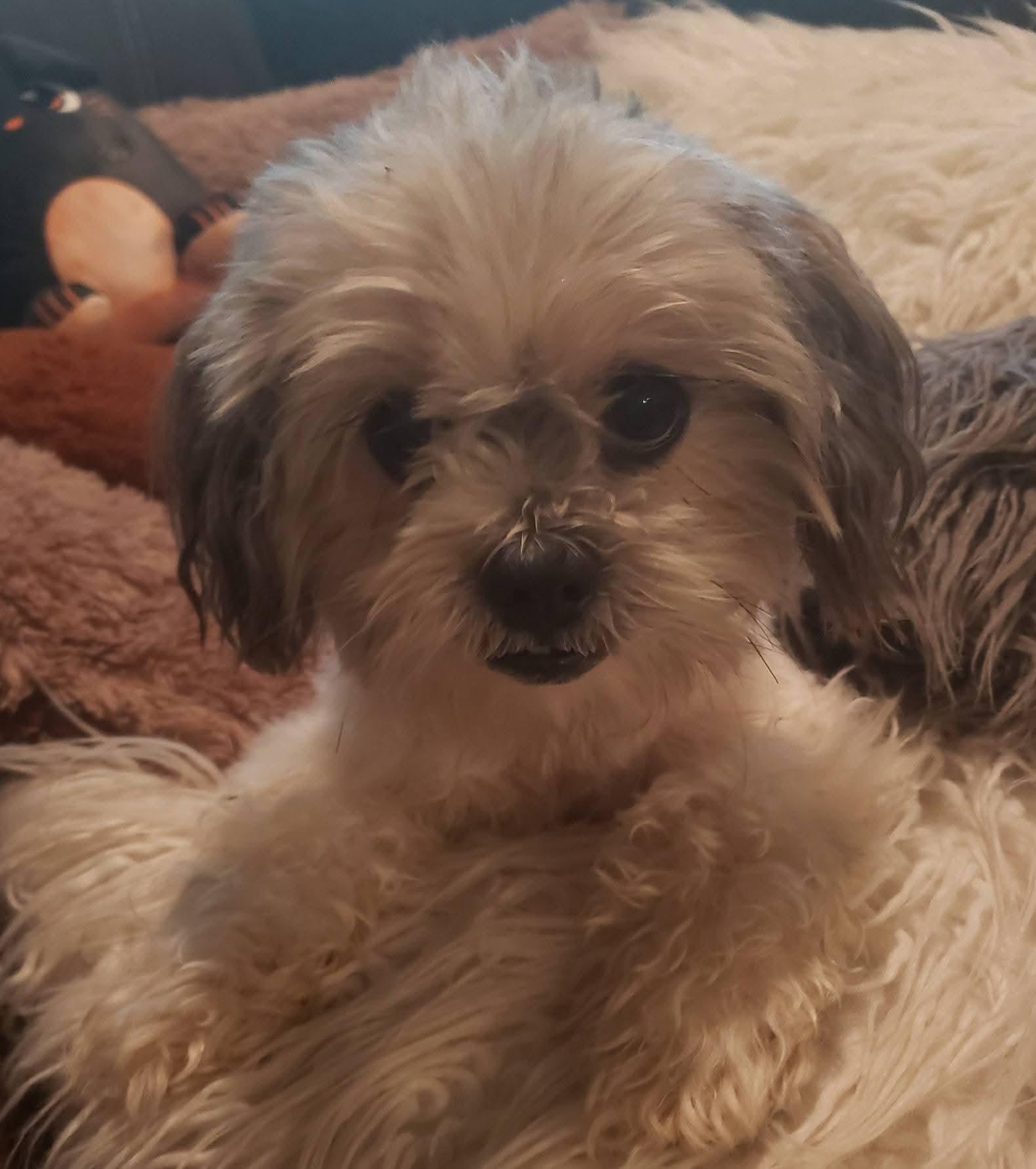 Enlarge Drake, a Adoptable mixed breed in East Peoria, IL image 2/6