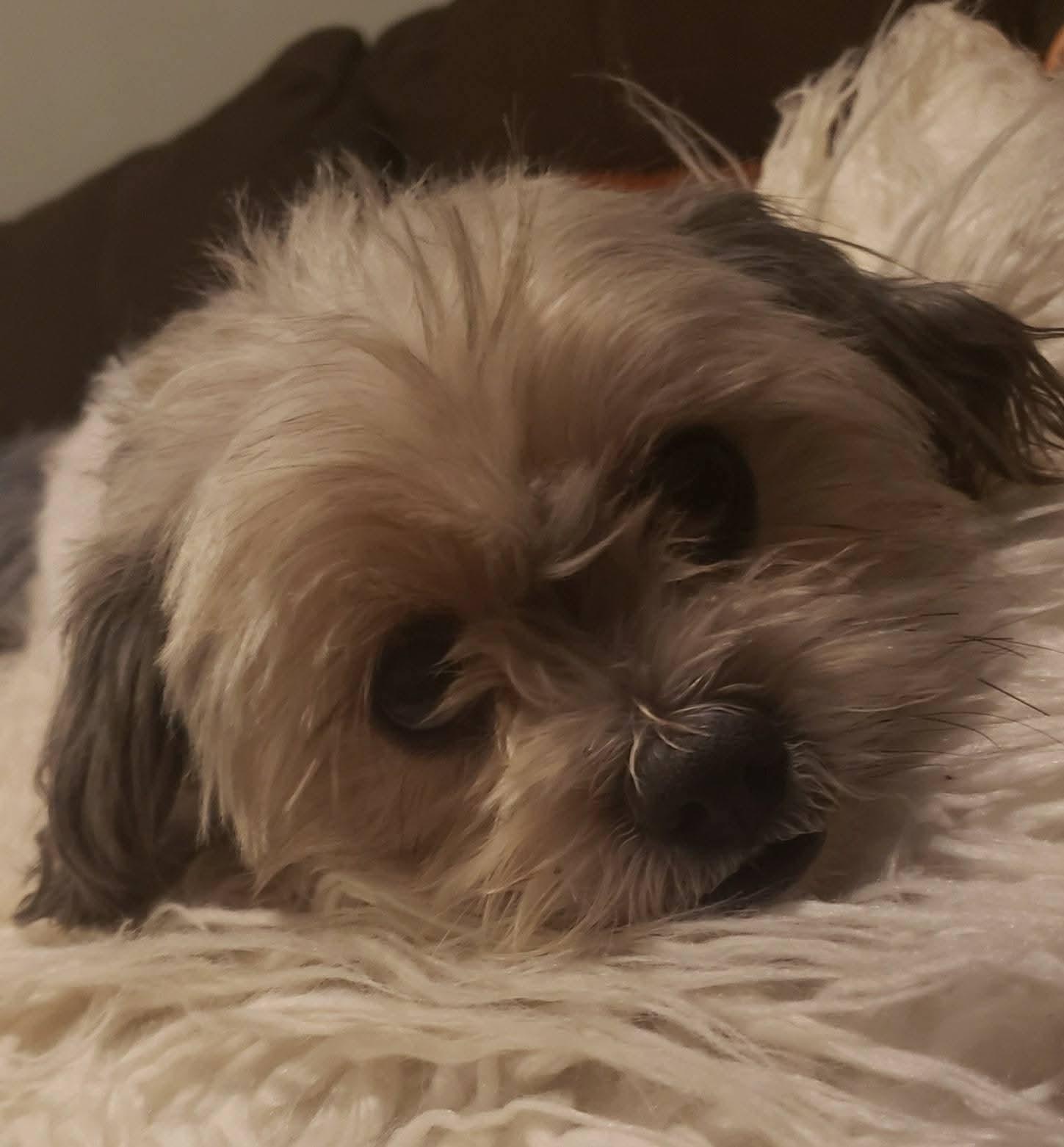 Enlarge Drake, a Adoptable mixed breed in East Peoria, IL image 5/6