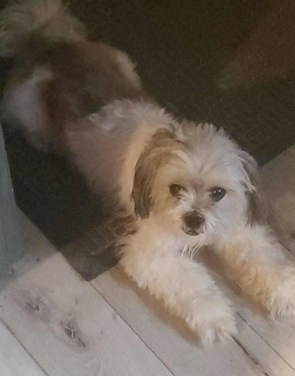 Enlarge Drake, a Adoptable mixed breed in East Peoria, IL image 6/6