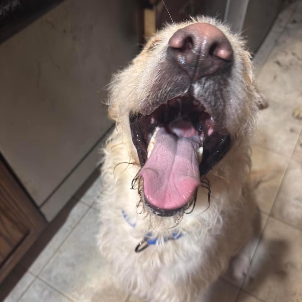 Special Sauce, Adoptable, Adult Male Mixed Breed.