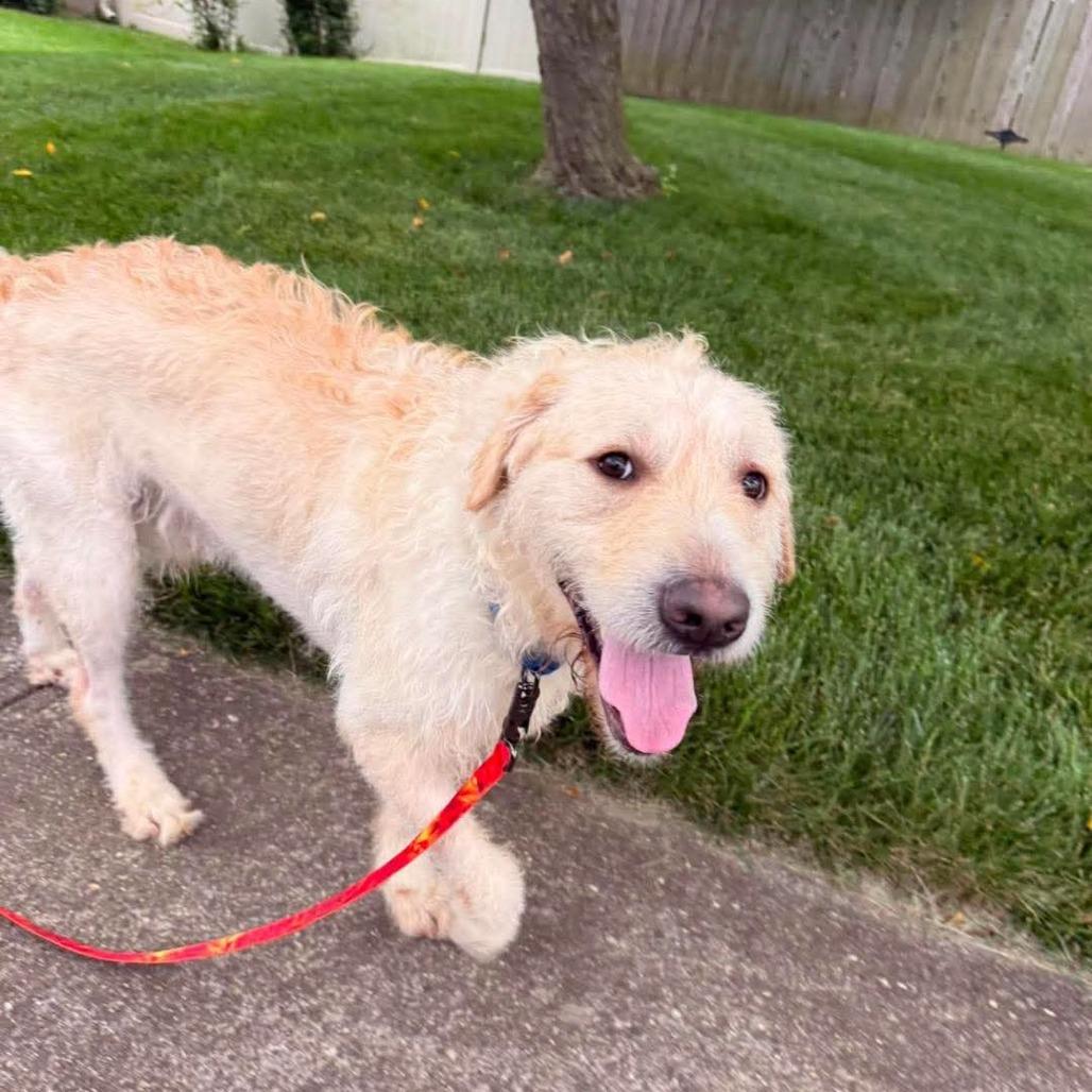 Enlarge Special Sauce, a Adoptable Mixed Breed in Farmersville, OH image 2/2