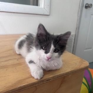 Carl, ADOPTABLE, Kitten Male Domestic Long Hair.
