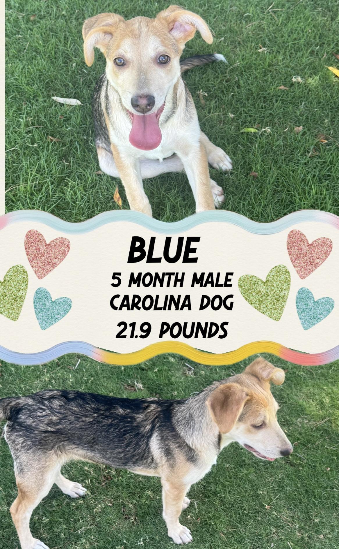 BLUE – 5 MONTH CAROLINA DOG MALE @ @ PETCO, 5011 E. RAY ROAD, PHX 85044 ON FRI & SAT, JULY 4th & 5th