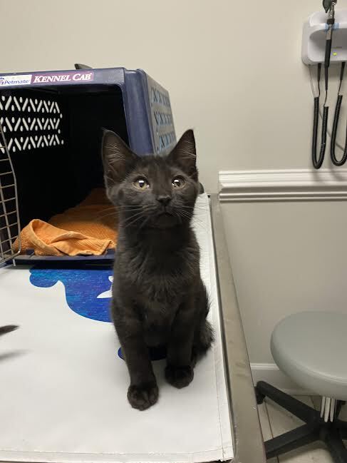 Stormy, Adopted, Kitten Male Domestic Short Hair.