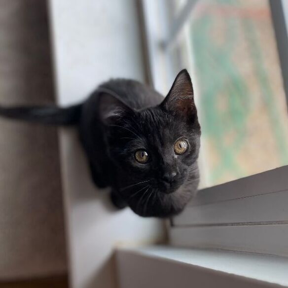 Stormy, a Adopted Domestic Short Hair in scottsville, VA image 2/8