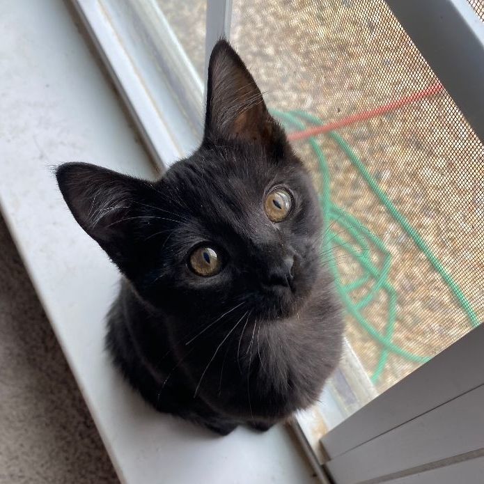 Stormy, a Adopted Domestic Short Hair in scottsville, VA image 3/8