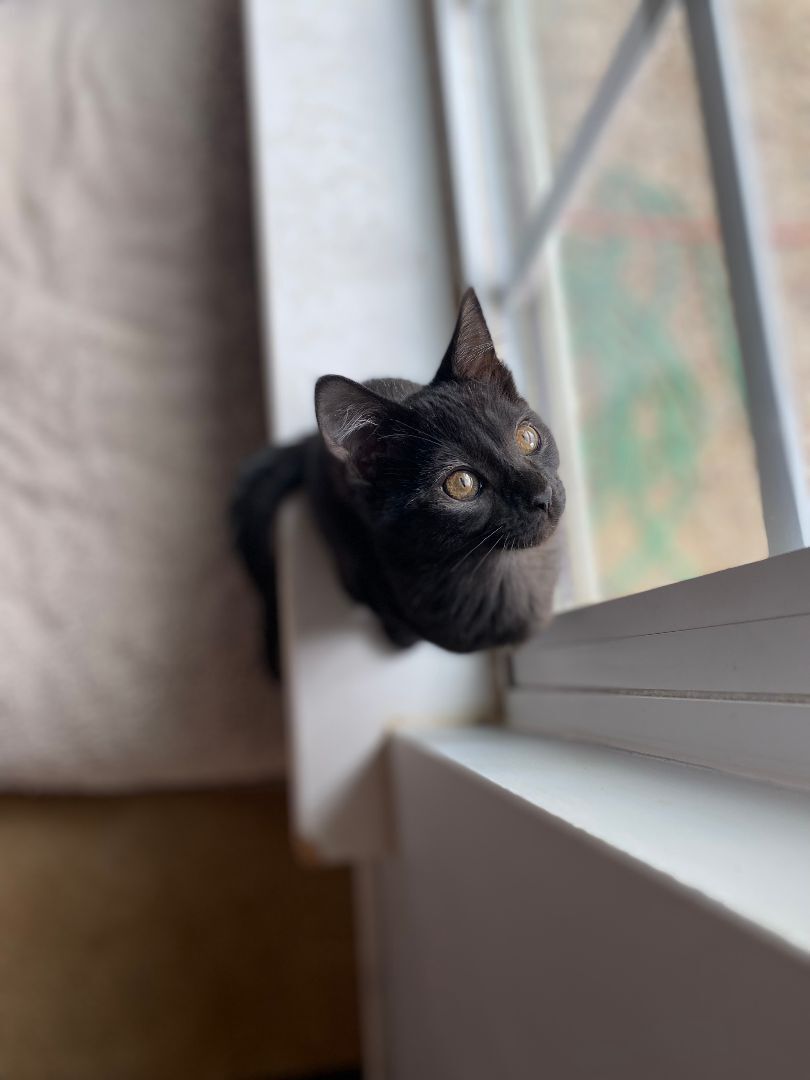 Stormy, a Adopted Domestic Short Hair in scottsville, VA image 4/8