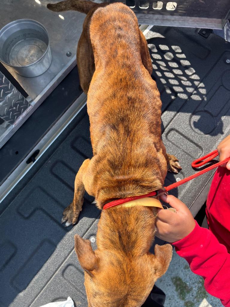 Enlarge Raven, a Adoptable mixed breed in Winnsboro, SC image 1/4