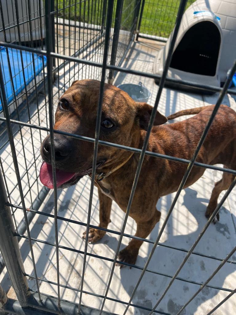 Enlarge Raven, a Adoptable mixed breed in Winnsboro, SC image 1/4