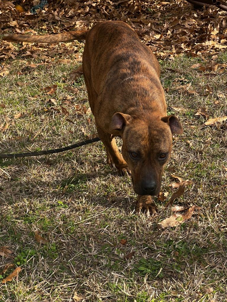 Enlarge Raven, a Adoptable mixed breed in Winnsboro, SC image 3/4