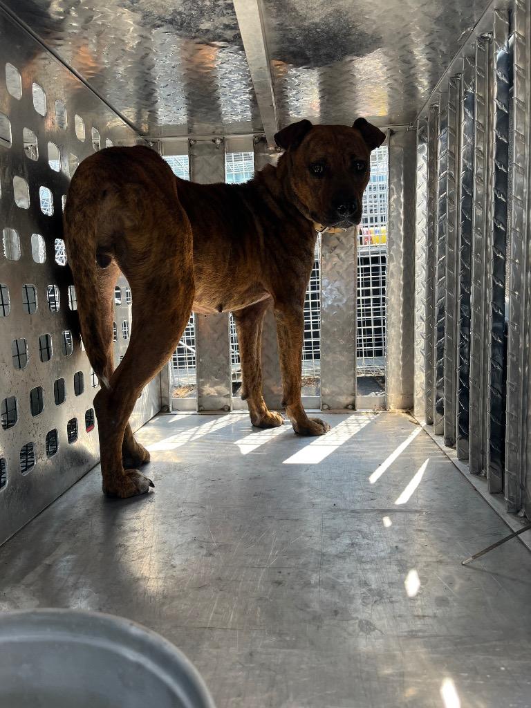 Enlarge Raven, a Adoptable mixed breed in Winnsboro, SC image 4/4