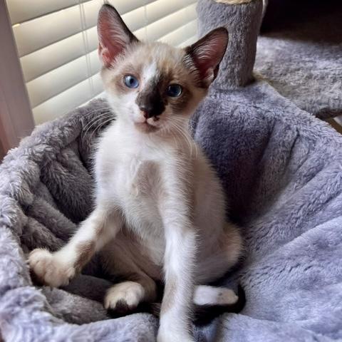 Stormy, an adopted mixed breed in Smithfield, NC image 3/4