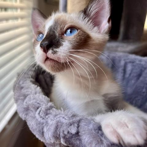 Stormy, an adopted mixed breed in Smithfield, NC image 2/4