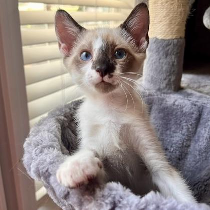Stormy, adopted, Kitten Female Siamese.