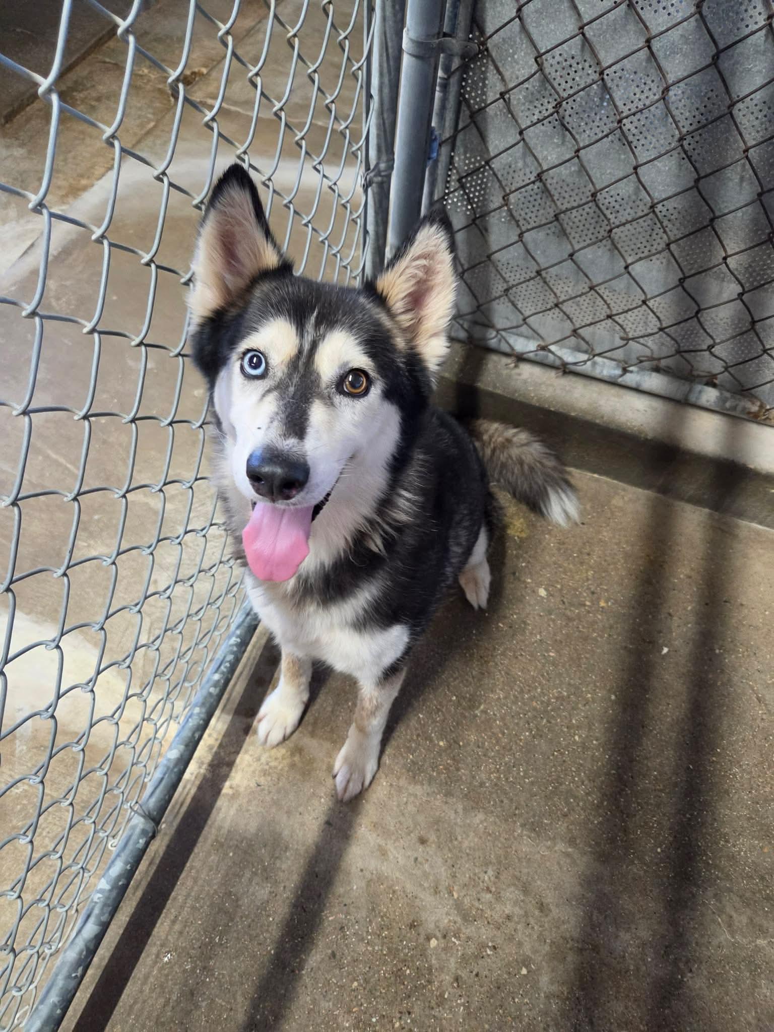 Enlarge Cordelia, a Adoptable Husky in El Centro, CA image 1/1