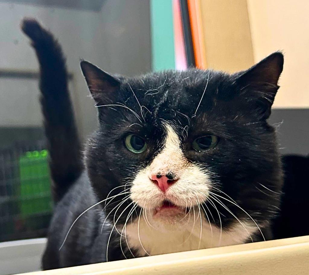 Biscuit, Adoptable, Adult Male Domestic Short Hair.