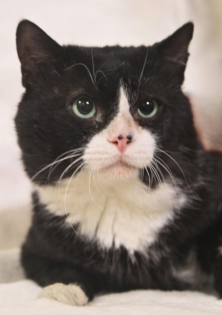 Enlarge Biscuit, a Adoptable mixed breed in Utica, MI image 2/4