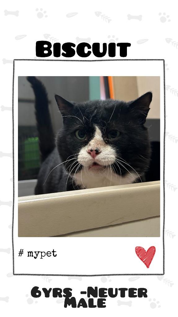 Enlarge Biscuit, a Adoptable mixed breed in Utica, MI image 3/4
