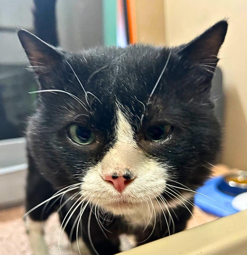 Enlarge Biscuit, a Adoptable mixed breed in Utica, MI image 4/4