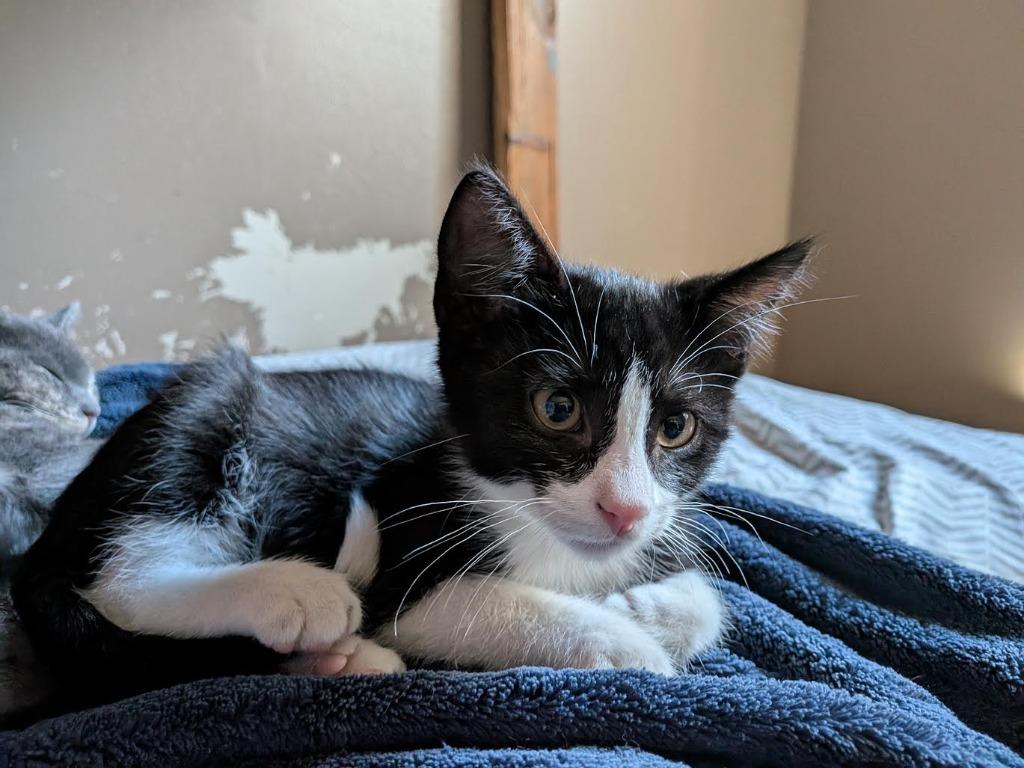 Springtrap, Adoptable, Kitten Male Domestic Short Hair.