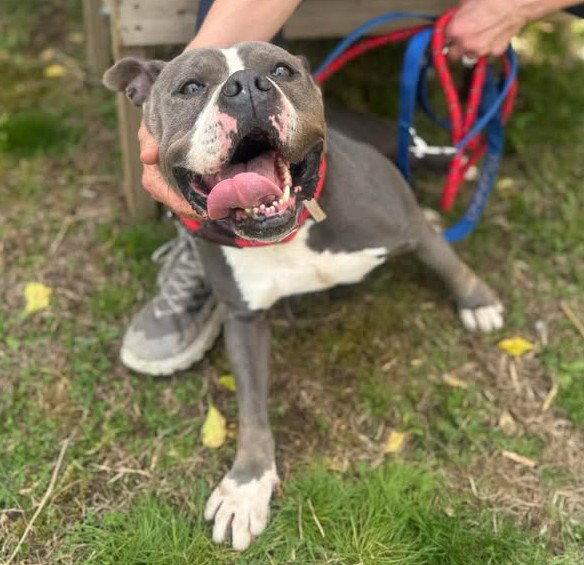 Gemma, Adoptable, Adult Female Pit Bull Terrier.