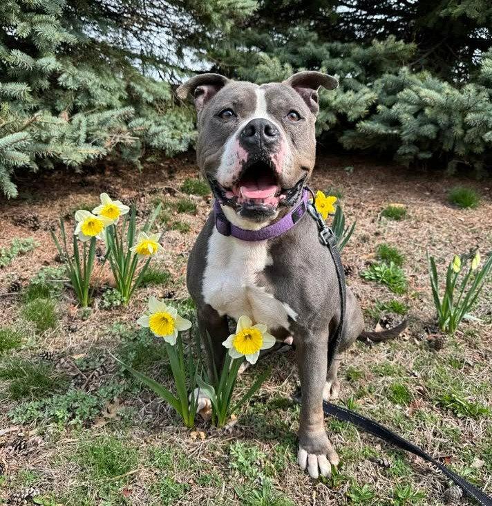 Enlarge Gemma, a Adoptable Pit Bull Terrier in Stamford, CT image 2/3