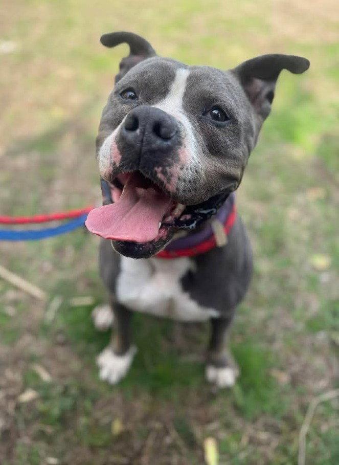 Enlarge Gemma, a Adoptable Pit Bull Terrier in Stamford, CT image 3/3