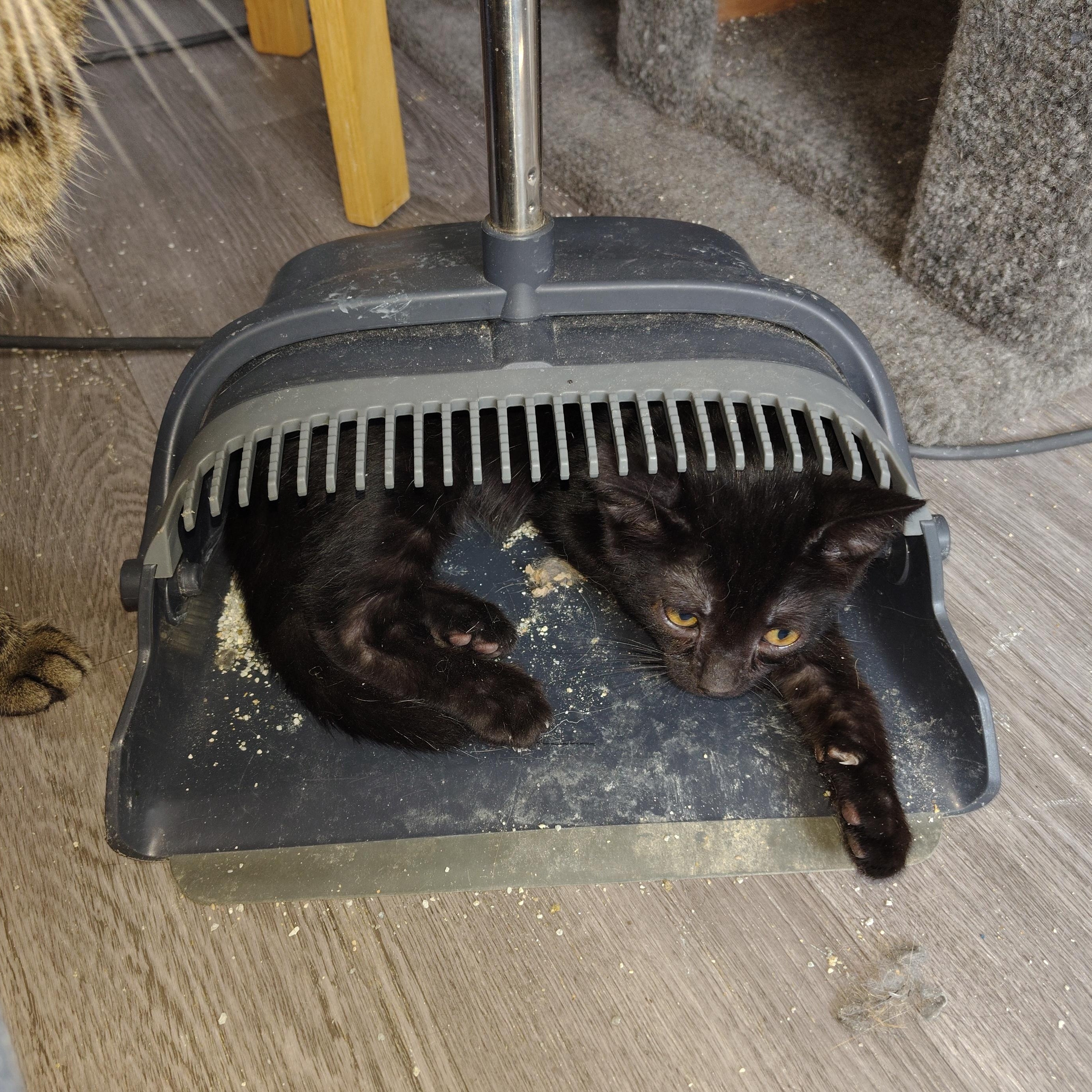 Enlarge Samson and Elijah, a ADOPTABLE Domestic Short Hair in Ionia, MI image 4/4