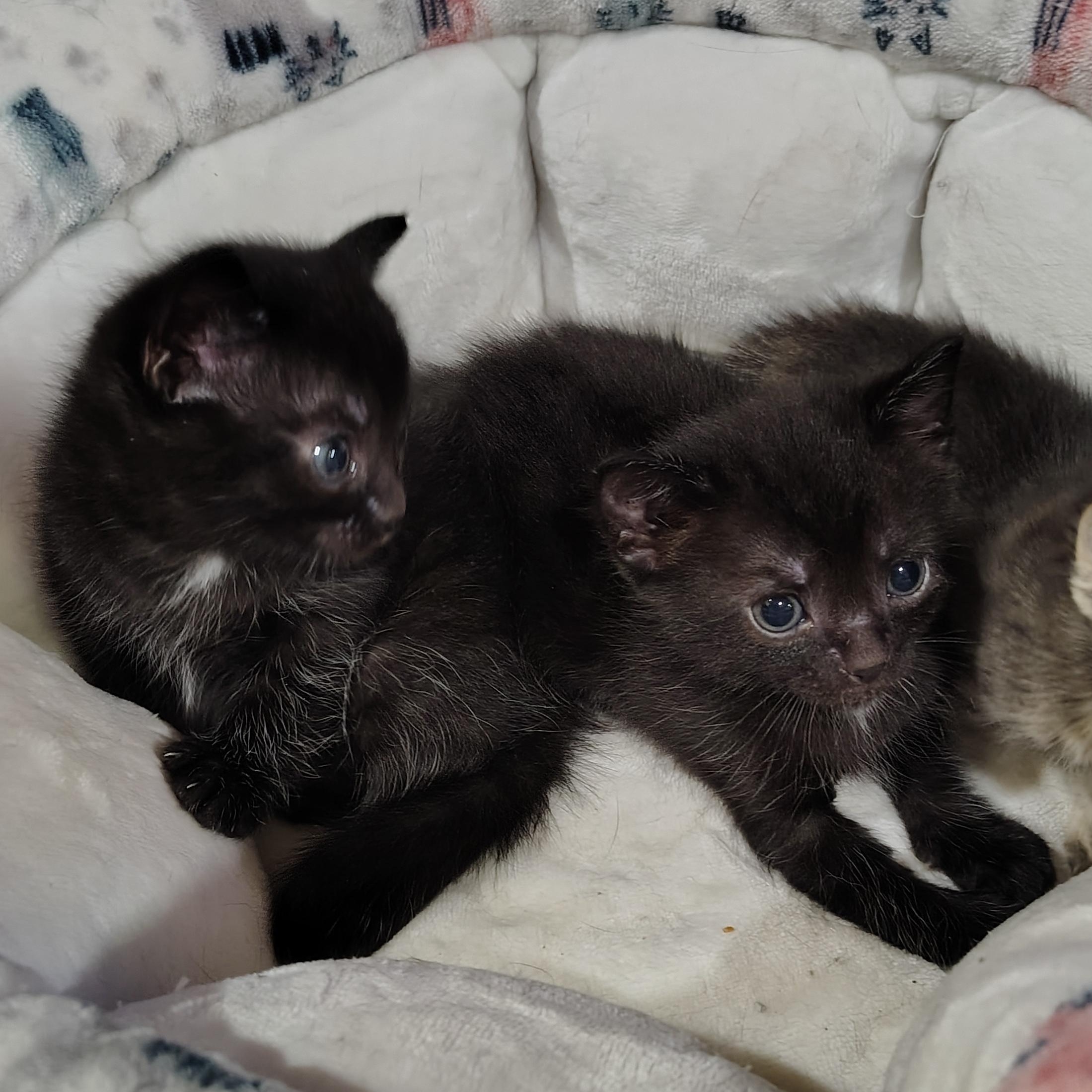 Samson and Elijah, ADOPTABLE, Kitten Male Domestic Short Hair.